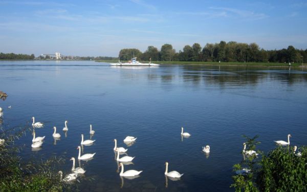 Rhin Drusenheim